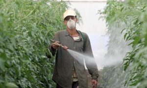 Pesticide Use In Spainpestizide Im Suedosten Spaniens